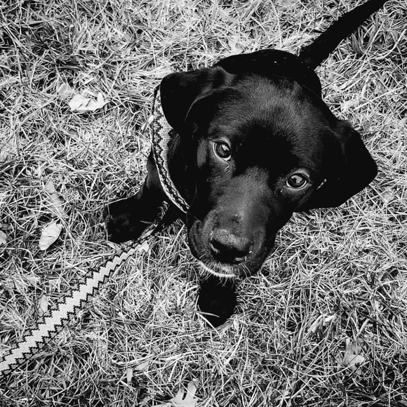 Meet your Posher, Malerie - Picture 3 of 4